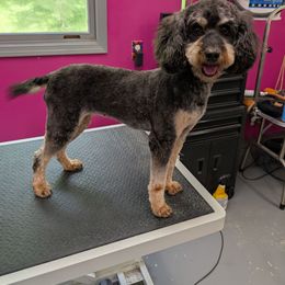 Madeline - Poodle
