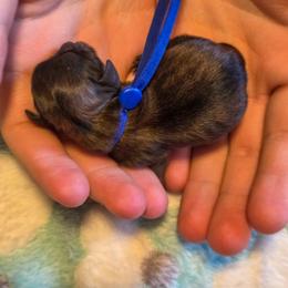 Waffles - Blue Collar - Black and tan male Shorkie puppy in Troy, Ohio from Ever After Tails