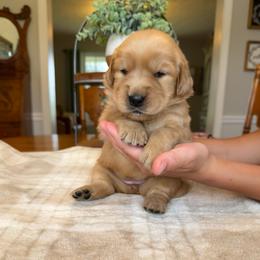 Purple girl - Golden female Golden Retriever puppy in Macy, Indiana from Macy Golden Meadows