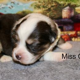 Miss Clara - Blue merle female Miniature Australian Shepherd puppy in Ronan, Montana from Dirt Road Aussie’s of Montana