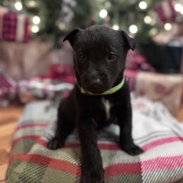 Green female - Black sable female Belgian Malinois puppy in Russellville, Kentucky from KCK9