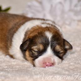 Citrus - Red male Pembroke Welsh Corgi puppy in East Canton, Ohio from Victorian Farms