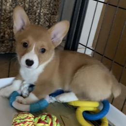 Pembroke Welsh Corgis from Pam Montgomery Earl's Corgis