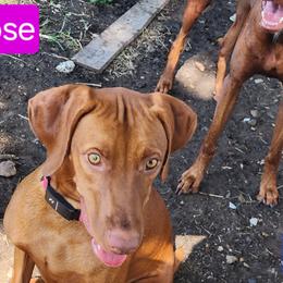 Vizslas from CW Legacy Vizslas