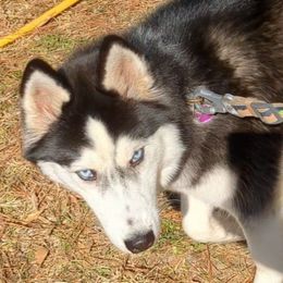 Karma - Siberian Husky