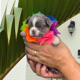 Dimitri - Tricolors male French Bulldog puppy in Palm Coast, Florida from Calypso Island French Bulldogs