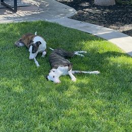 Border Terrier and Whippet All Grown Up from Excelsis