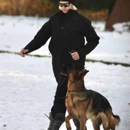 German Shepherds from Alta-Tollhaus North