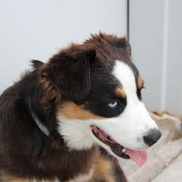 Chilli - Black tri-color female Australian Shepherd puppy in Sonoita, Arizona from Gardner Canyon Kennels