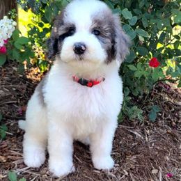 Odie - Blue merle and white male Sheepadoodle puppy in Owensville, Missouri from Oak Valley Kennels