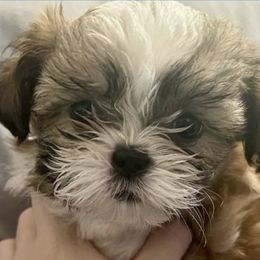 Shih Tzus from Fur Babies, LLC