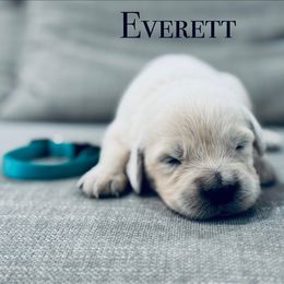 Dulci boy 6 - Light golden male Golden Retriever puppy in Niles, Michigan from Composer Goldens