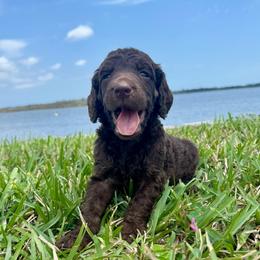 Aang - Phantom male Poodle puppy in Jacksonville, Florida from Creek Side Kennels