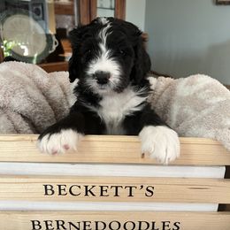 Bernedoodle Puppies from Beckett’s Bernedoodles