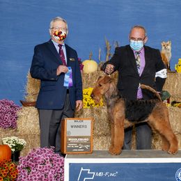 Airedale Terrier All Grown Up from Lynaire Kennels