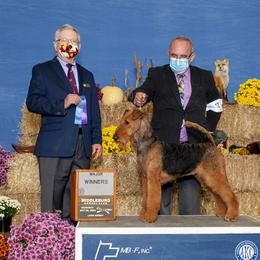 Airedale Terrier All Grown Up from Lynaire Kennels