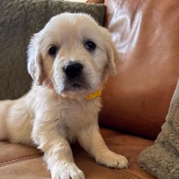 Yellow boy - Light golden male Golden Retriever puppy in Pahrump, Nevada from Southern Nevada Goldens