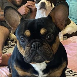 Yoda - French Bulldog