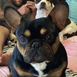 Yoda - French Bulldog