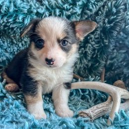 Mia - Black and white female Companion Cross puppy in Helmville, Montana from CKO Country Road Aussies