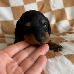 Bowser - Black and tan male Dachshund puppy in Stamford, Texas from West Texas Miniature Dachshunds