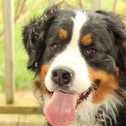 Bernese Mountain Dog Puppies from Bernese Beauties