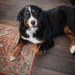 Bernedoodle and Bernese Mountain Dog Puppies from Basin Berners
