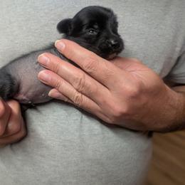 DaoDog Odin Norse God - Black male Chinese Crested puppy in Highland Park, Michigan from Family Kennel Dao Dog