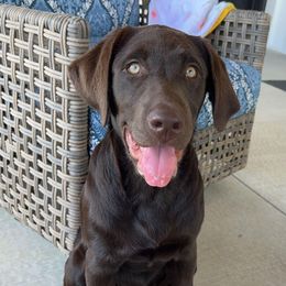 Dilute Retriever and Labrador Retriever Puppies from SmoKy Hills Labradors