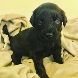 Aussiedoodle Puppies from Aussiedoodles of Oregon