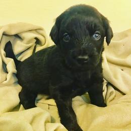 Aussiedoodle Puppies from Aussiedoodles of Oregon