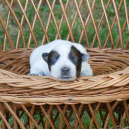 3 - Red mottled male Australian Cattle Dog puppy in Buffalo Valley, Tennessee from Buffalo Valley Breeders