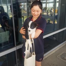Border Collie and Maremma Sheepdog Puppies from 2J 2K Border Collies & Maremma Sheepdogs