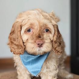 Red Collar - Buff male Cockapoo puppy in Newmanstown, Pennsylvania from Greta's Cockapoos