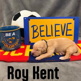 Roy Kent - Golden male Golden Retriever puppy in Salt Lake City, Utah from Soaring golden retrievers