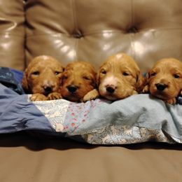 Aussiedoodle, Goldendoodle, and Labradoodle Puppies from Loving Doodle