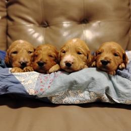 Aussiedoodle, Goldendoodle, and Labradoodle Puppies from Loving Doodle