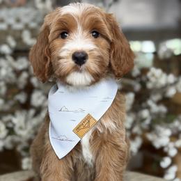 Yukon -Gray collar male - Red  male Goldendoodle puppy in Yuciapa, California from AlltheDoodlez_