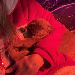 Cane Corso Puppies from Venom Cane Corsos