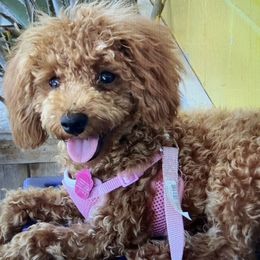 Poodle Puppies from Toy Poodle Kingdom