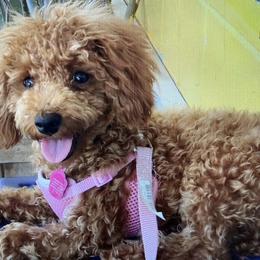 Poodle Puppies from Toy Poodle Kingdom