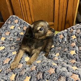 Prague Ratter Puppies from North Star Gem’s Prague Ratters