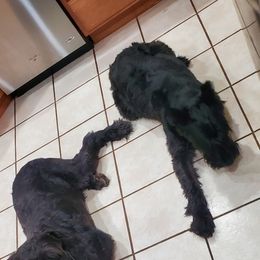 Giant Schnauzers from Ogeno's Giants