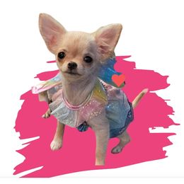 Chihuahua Puppies from Country Charm Chihuahuas