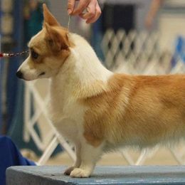 Pembroke Welsh Corgis from Riot Kreek Kennels