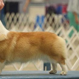 Pembroke Welsh Corgis from Riot Kreek Kennels