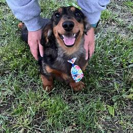 Dachshund Puppies from Chelisa's Dachshunds