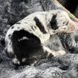 Girl 1 - Blue merle female Australian Shepherd puppy in Volant, Pennsylvania from Addie's Aussies