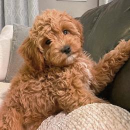 Axel - Apricot male Cavapoo puppy in Mount Plymouth, Florida from Jet Cavapoos