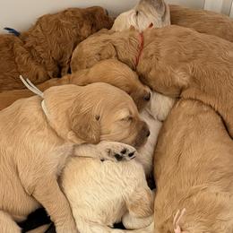 Goldendoodles from Felicia Ferkin